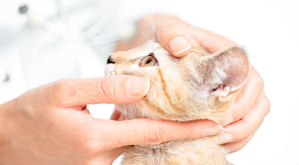 veterinarian examining eye of cat